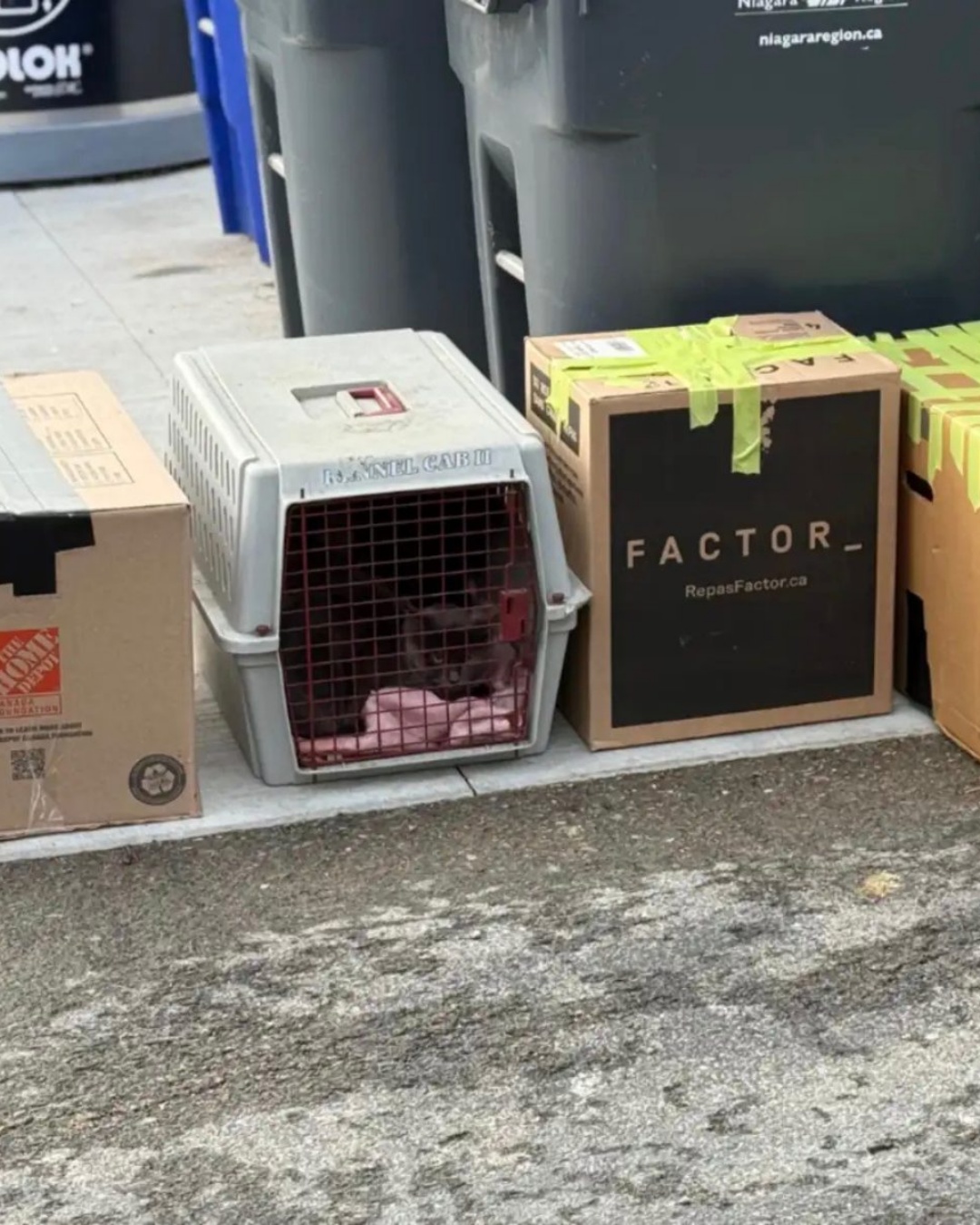 Abandoned and Forgotten: 14 Innocent Lives Found in a Dumpster.