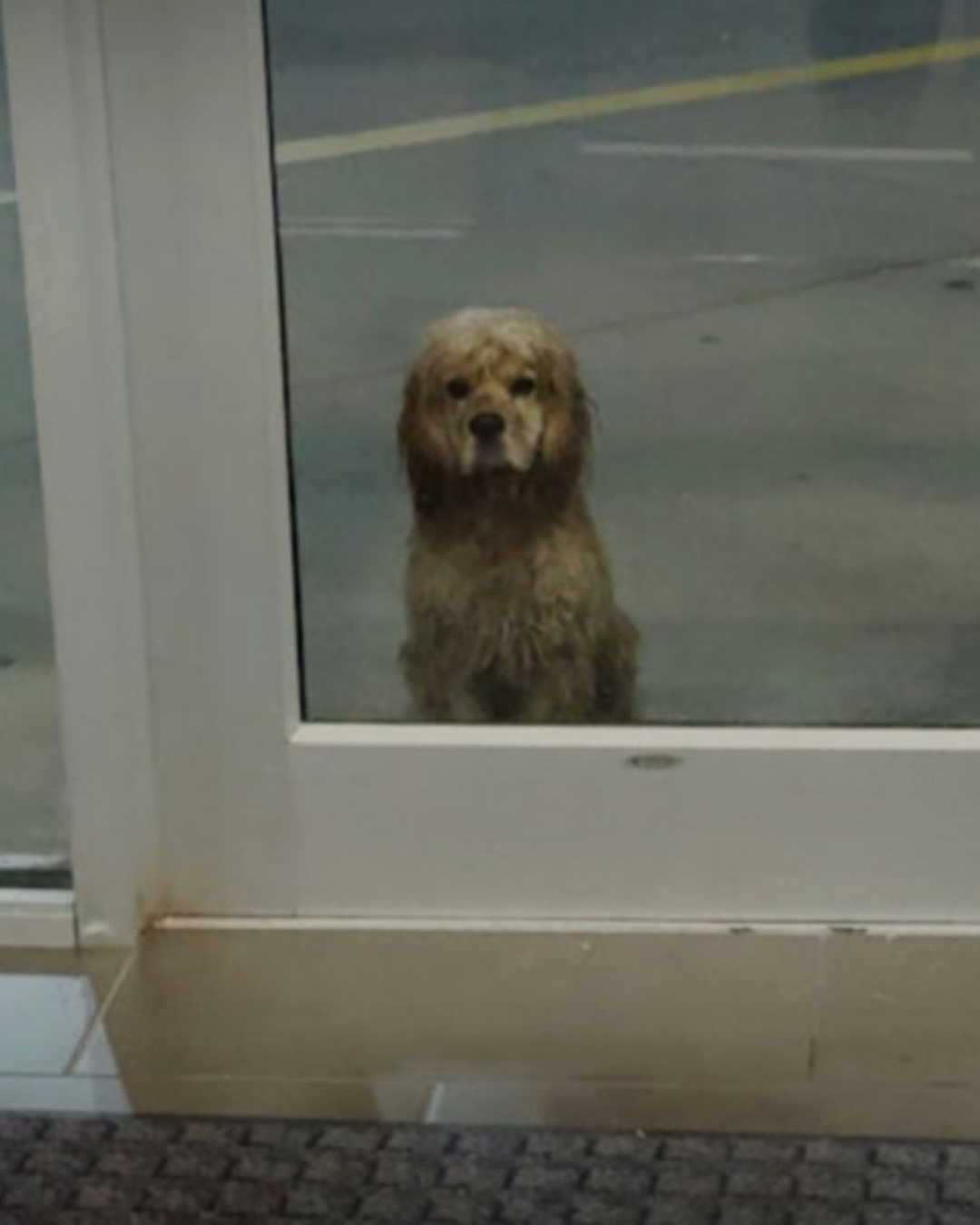 A Rainy Encounter That Changed a Life Forever: How One Woman Rescued a Dog in Need.