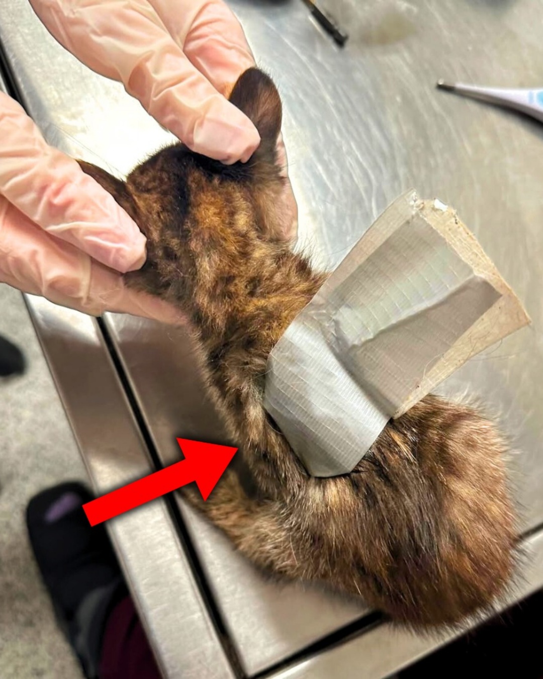 From Shadows to Sunshine: The Inspiring Rescue of Luna the Kitten.