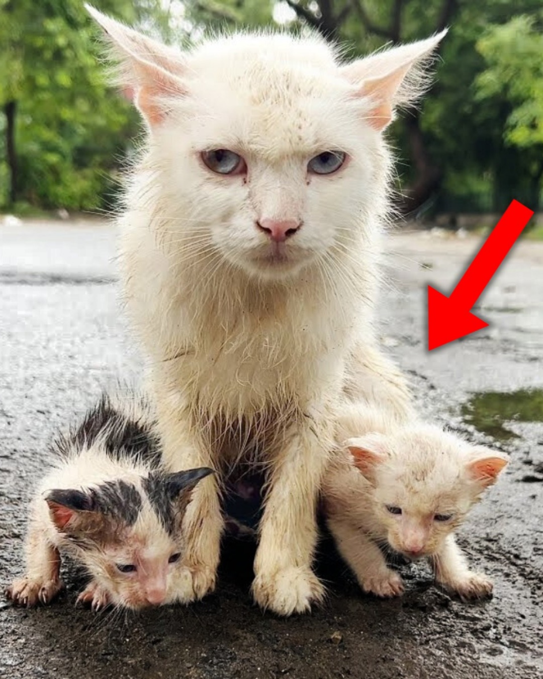 The Heartbreaking Rescue of a Mama Cat and Her Babies.