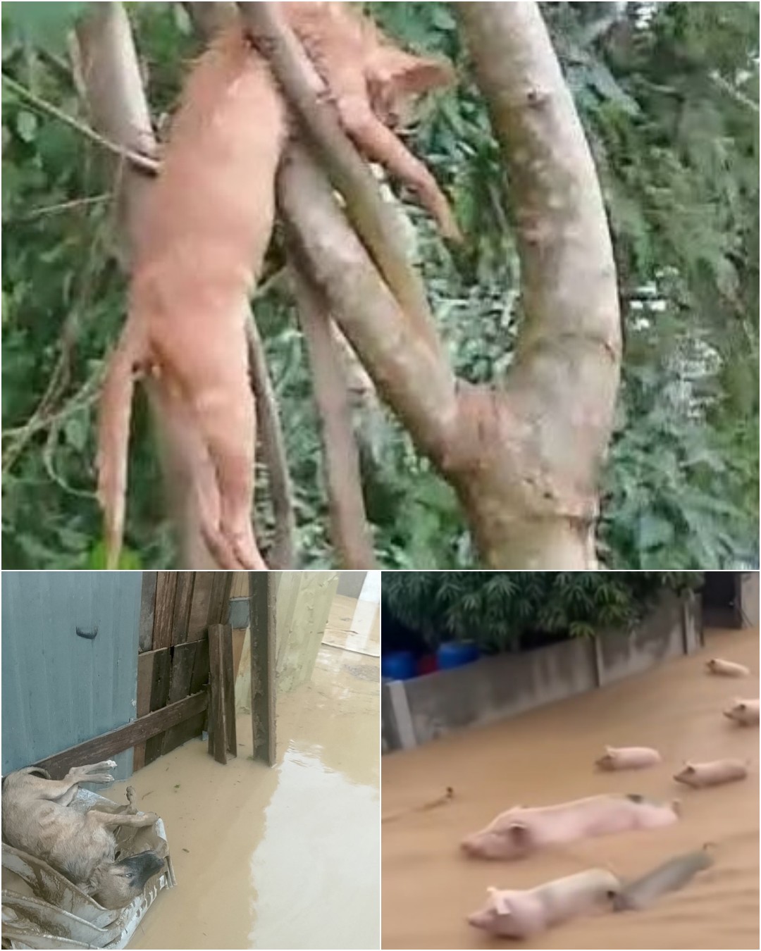 The Unseen Heroes: Rescuing Pets in Times of Crisis.