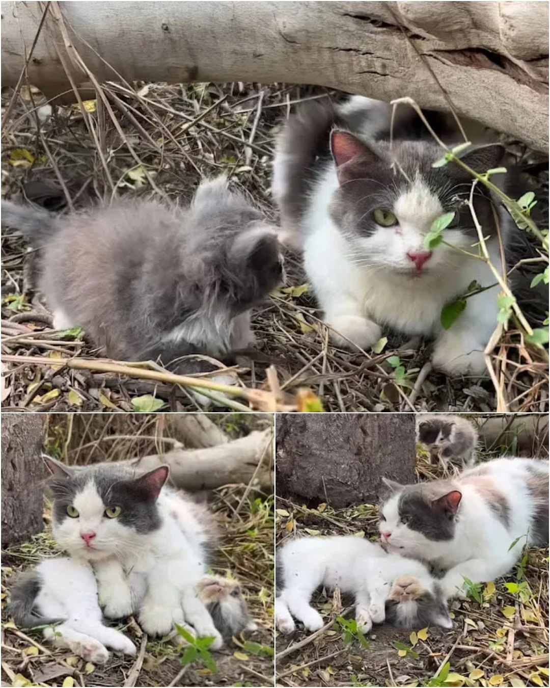 The Silent Bond: How a Mother Cat’s Love Teaches Us Compassion.