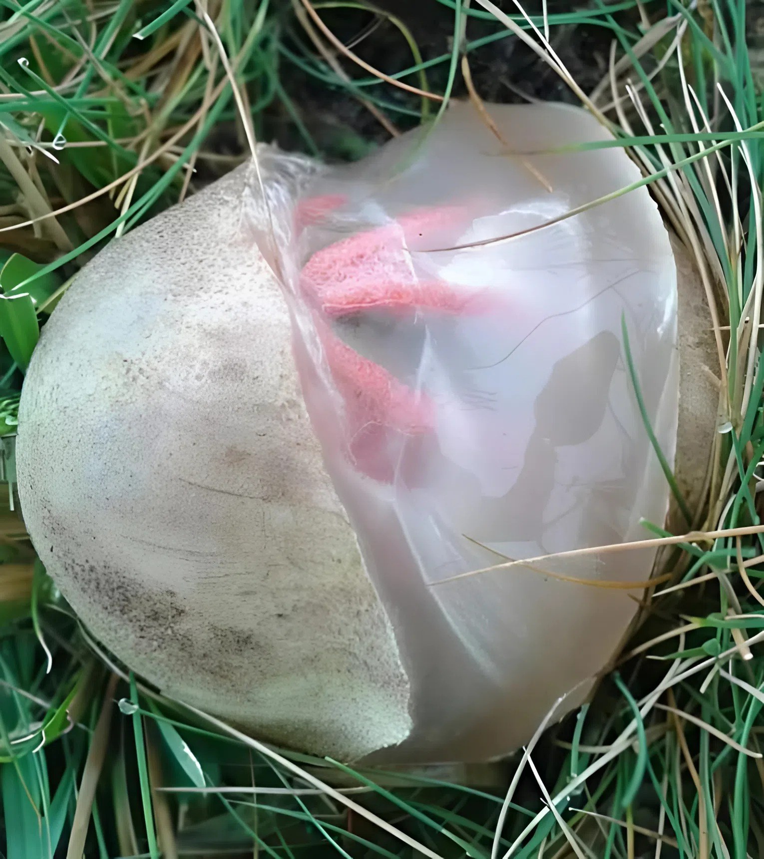 In the yard, I found a slimy, reddish creature that gave off a terrible stench — I was horrified when I realized what it was