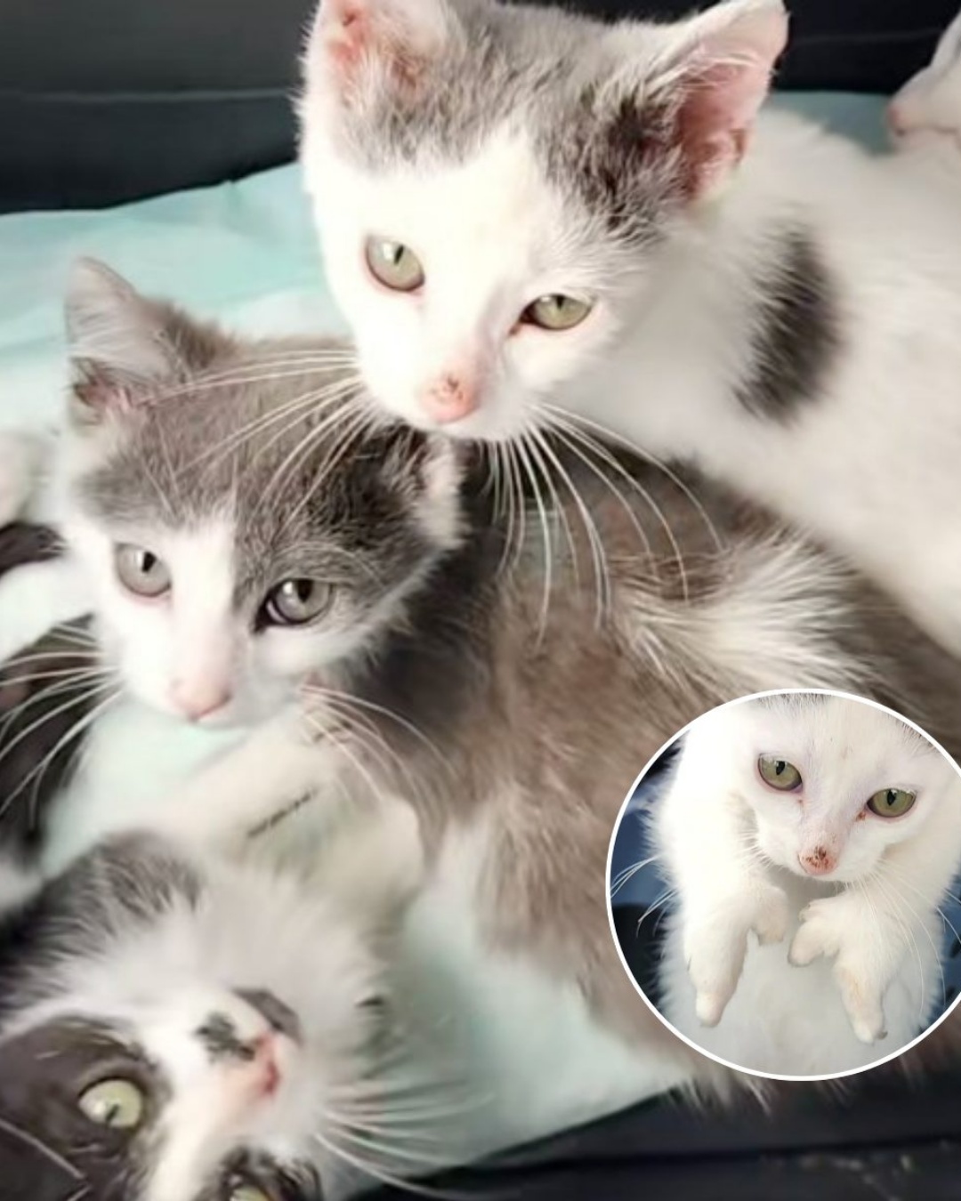 The Journey of Three Brave Kittens Born with Foot Deformities.