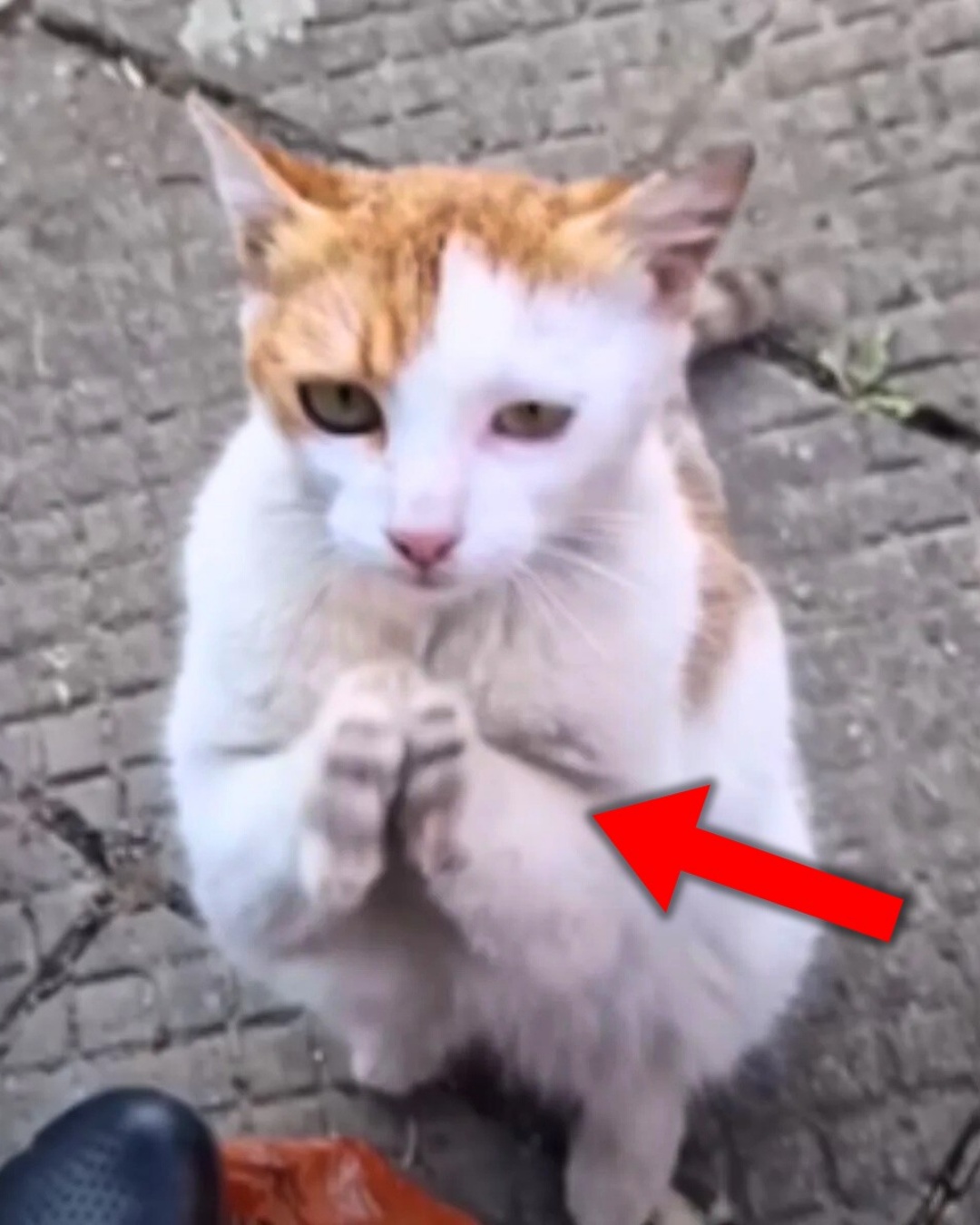 A Man Found This Stray Cat Begging Him With Both Paws on the Street… What He Discovered Left Him Heartbroken 😭💔.