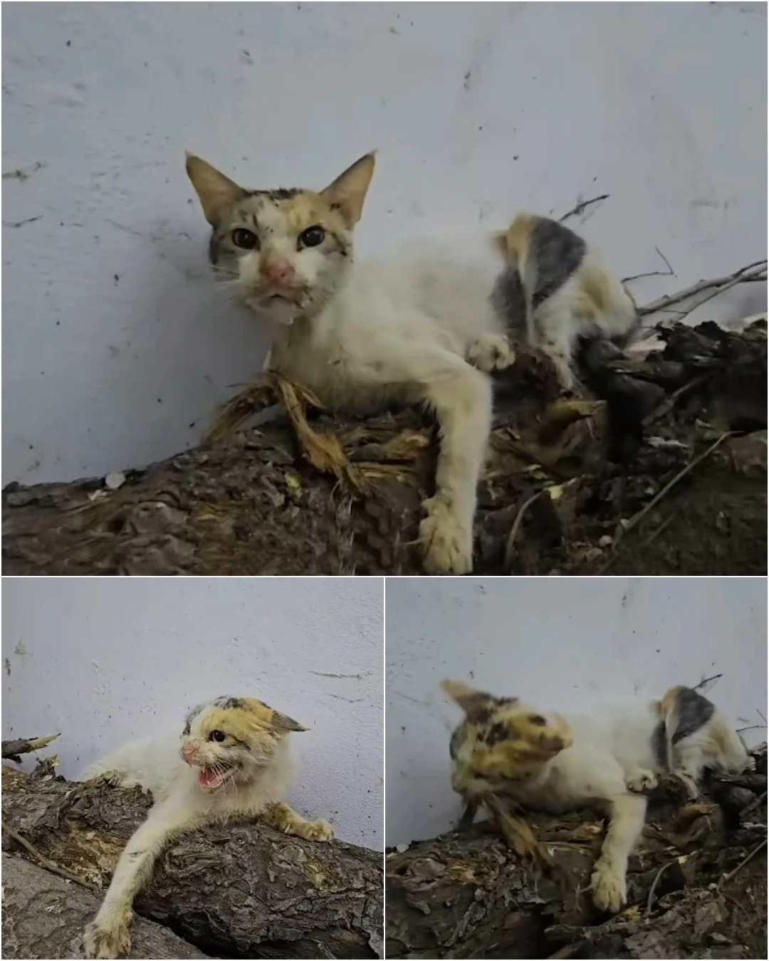 Willow’s Journey: From Starvation to Safety – A Mother Cat’s Tale of Survival and Hope.