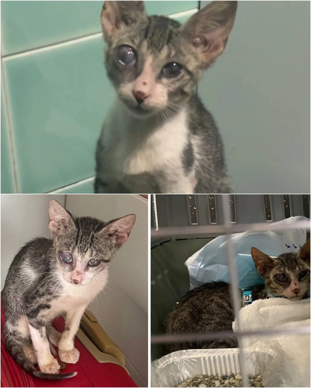 From Despair to Hope: How a Tourist Couple Rescued a Neglected Cat and Changed Her Life Forever.