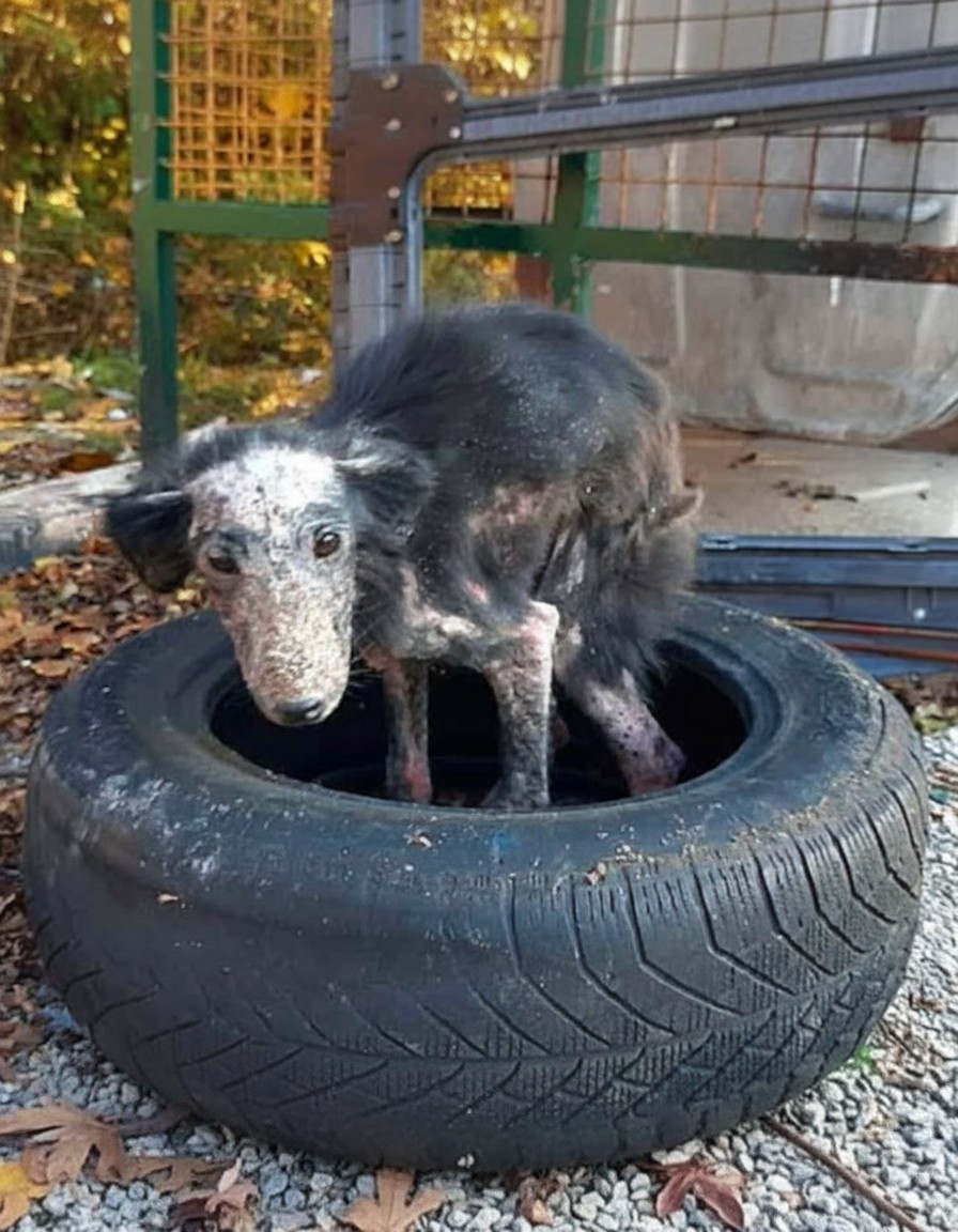From Discarded Tire to Loving Home: Neve’s Unforgettable Journey