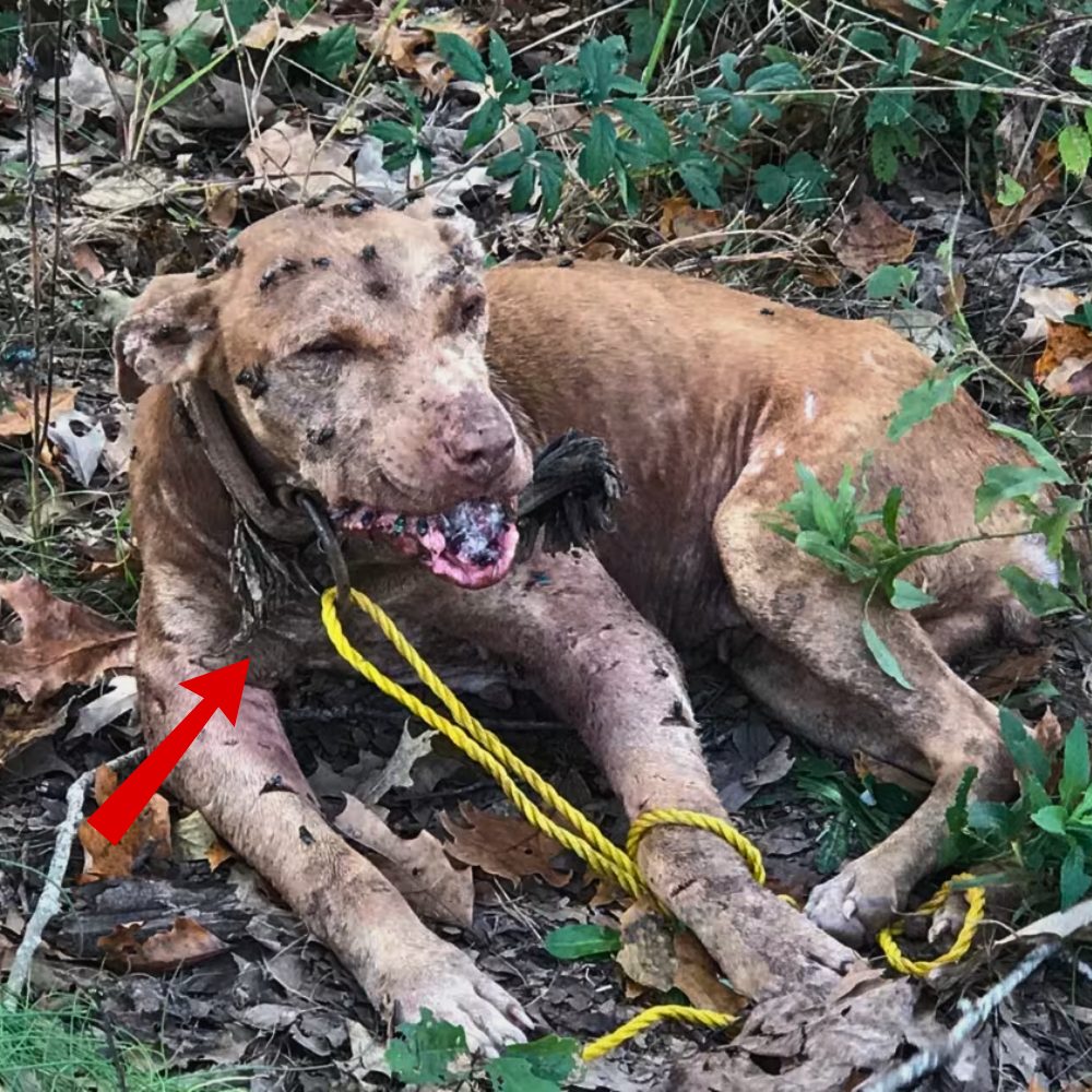 Tied up deep in the forest, his body covered in flies and only half his jaw intact—the dog couldn’t call for help, couldn’t escape, could only lie there, clinging to life amidst pain and despair, until one day, someone finally saw him…