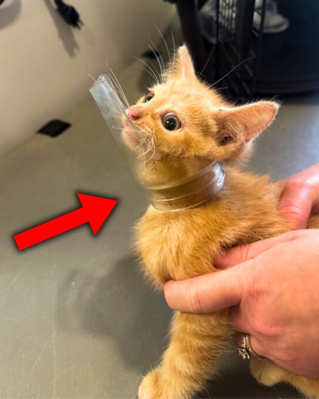 Heartwarming Animal Rescue Story.