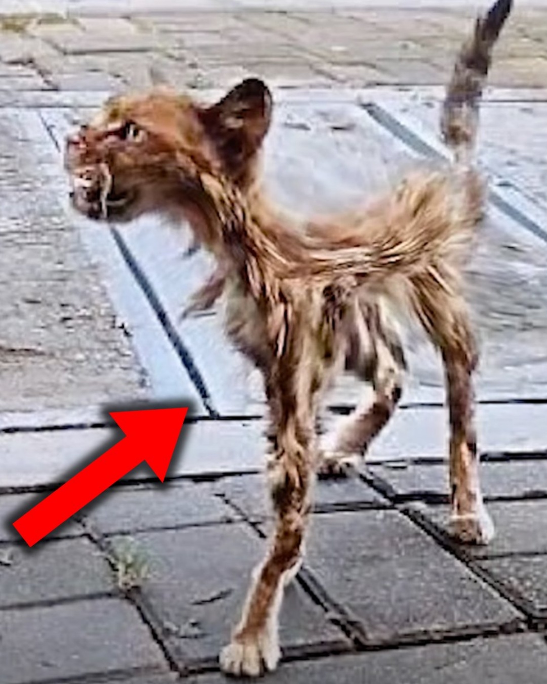 The Miracle of Second Chances: How One Community Saved a Lost Dog.