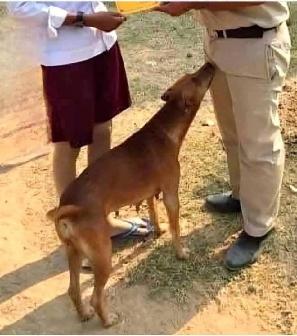 Dog Sniffing Behavior, Natural Instinct or Something More?