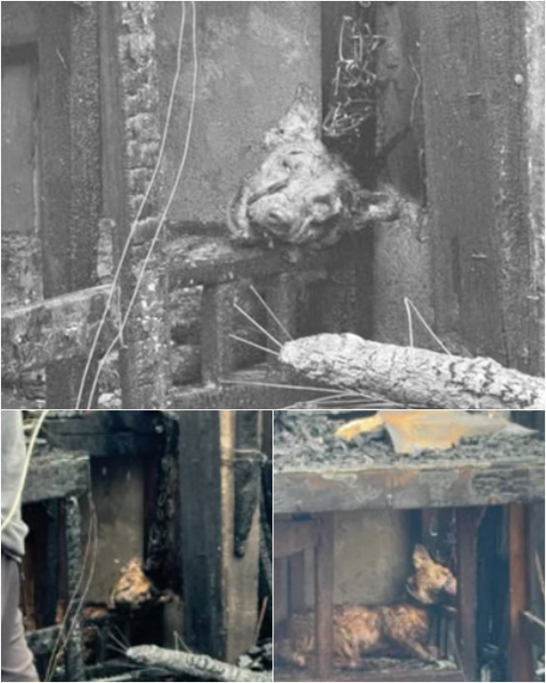 A Second Chance: How Love and Patience Saved a Rescued Dog.