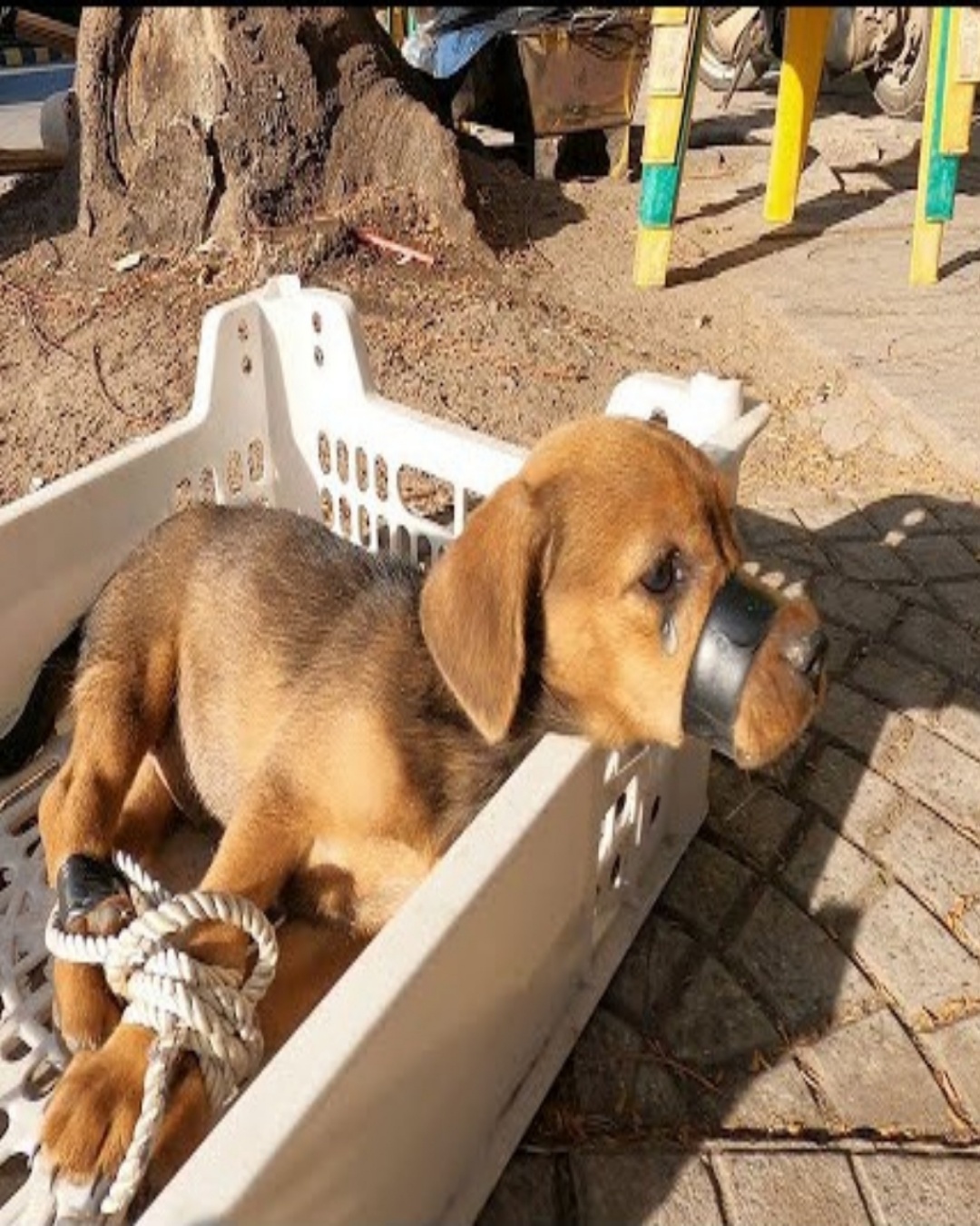 A Journey of Compassion: How One Dog Changed a Life Forever.