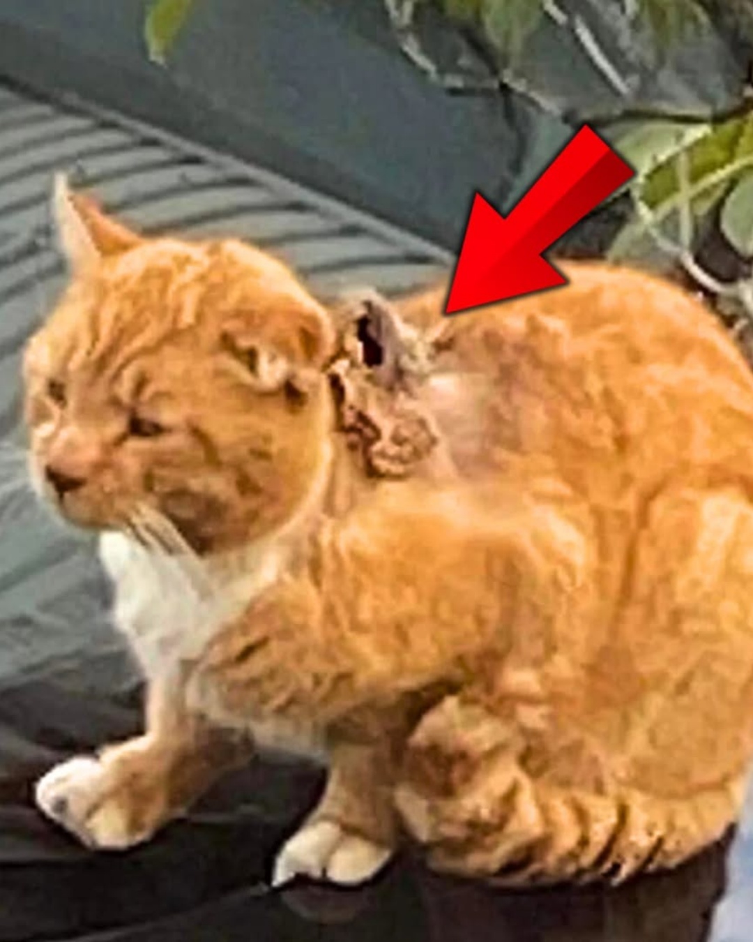 From Shadows to Sunshine: The Journey of Hope for a Rescued Cat.