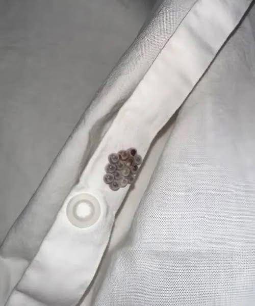 I found these tiny balls in my bed and nearly had a heart attack, here is what they were!