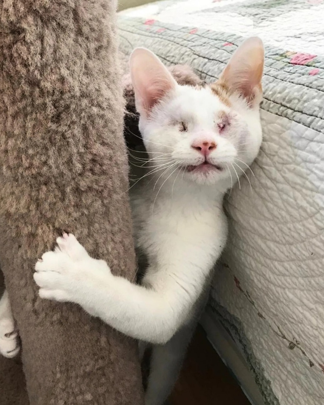 A Second Chance: How One Kitten’s Courage Inspired a Community.