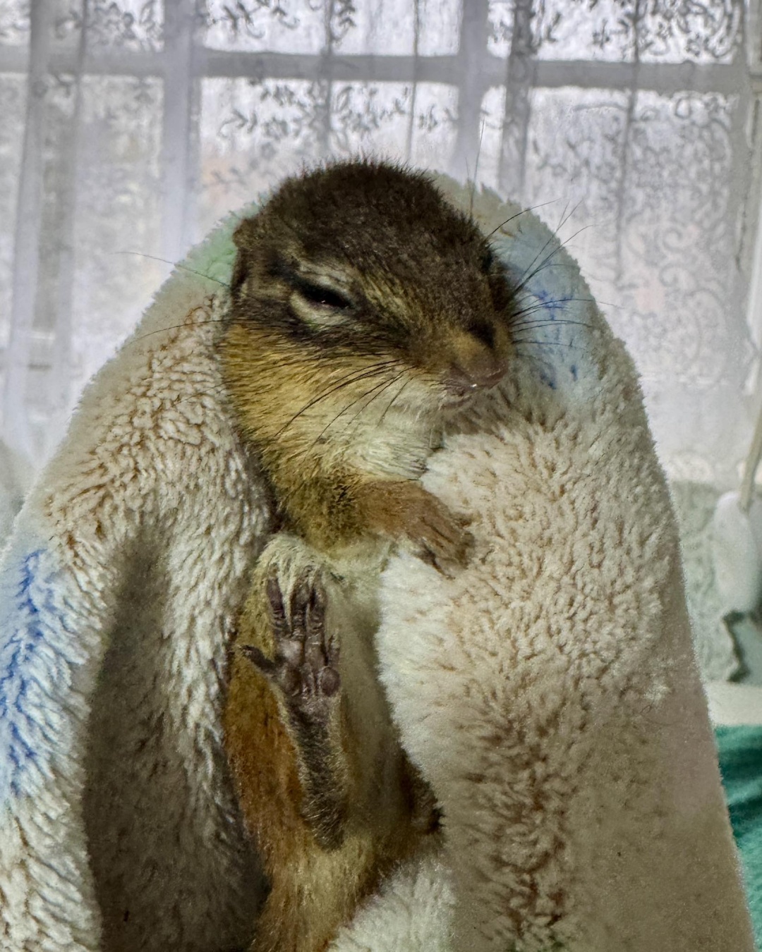 A Tiny Life, A Giant Heart: The Rescue of a Vulnerable Chipmunk.