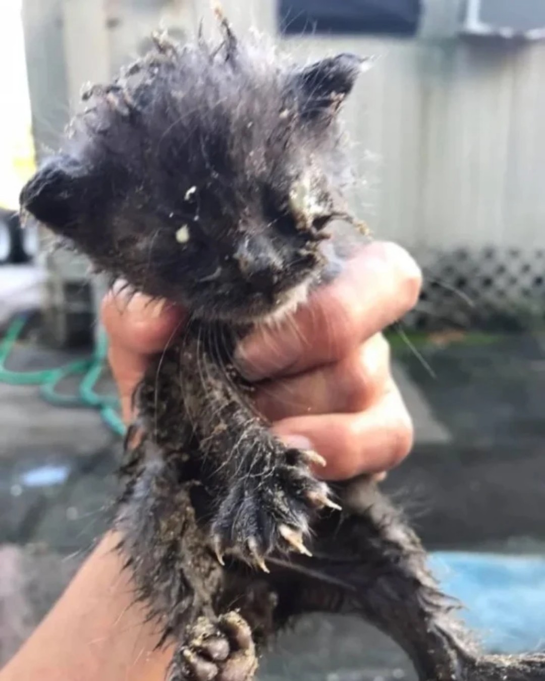 Rescued Kitten Sparks Community Action as Carmen’s Compassion Saves “Purr Machine” Liam.