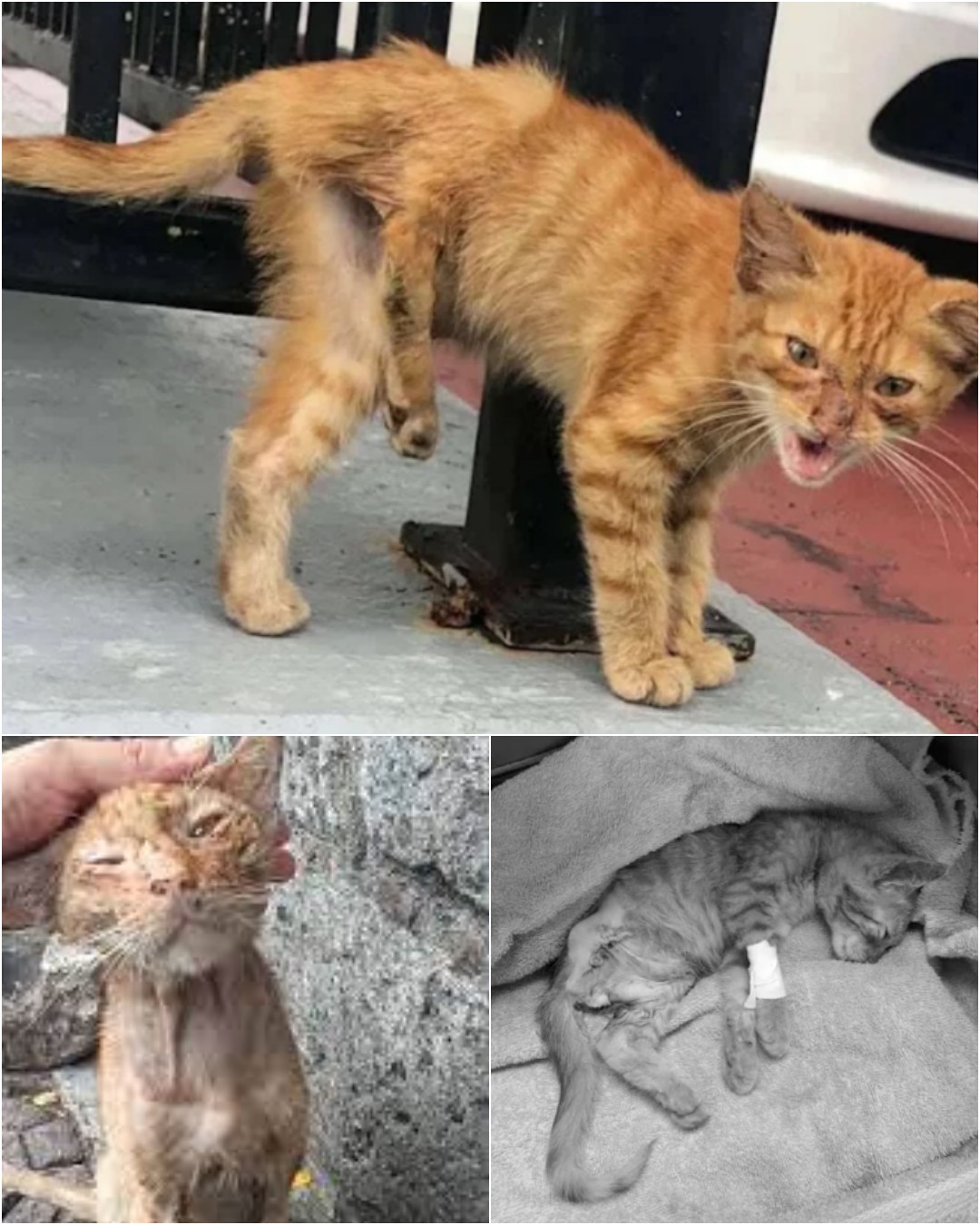 The Journey of Hope: How a Small Act of Kindness Transformed a Life.