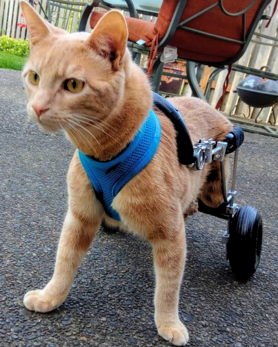 From Struggle to Strength: How One Tiny Kitten Inspired a Community.