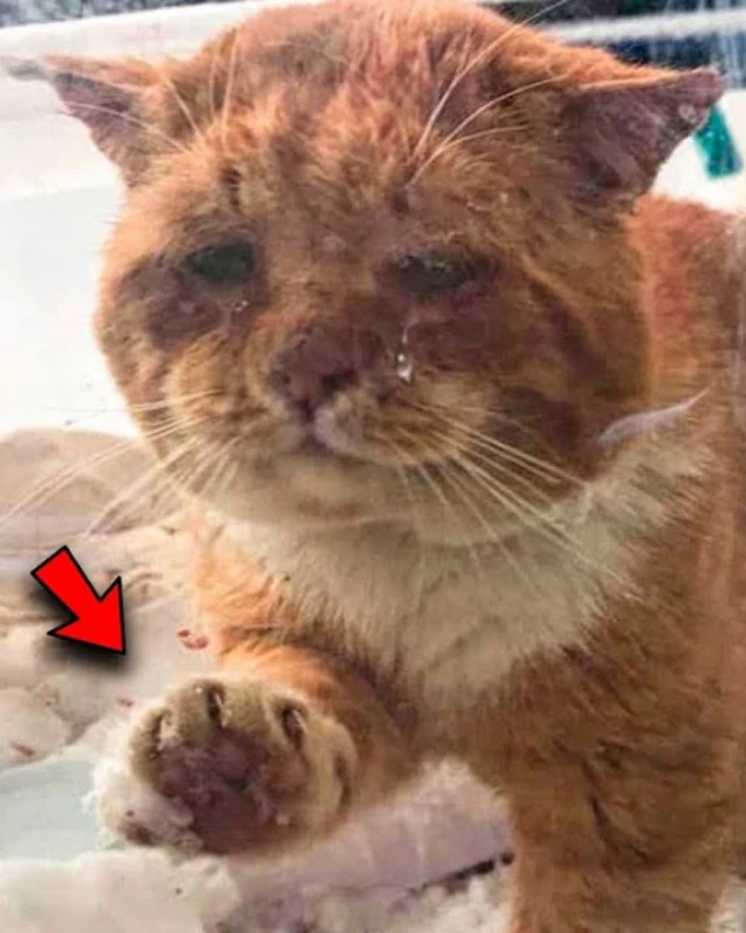 From Stray to Beloved: Aslan’s Journey from Cold Streets to a Warm Home.