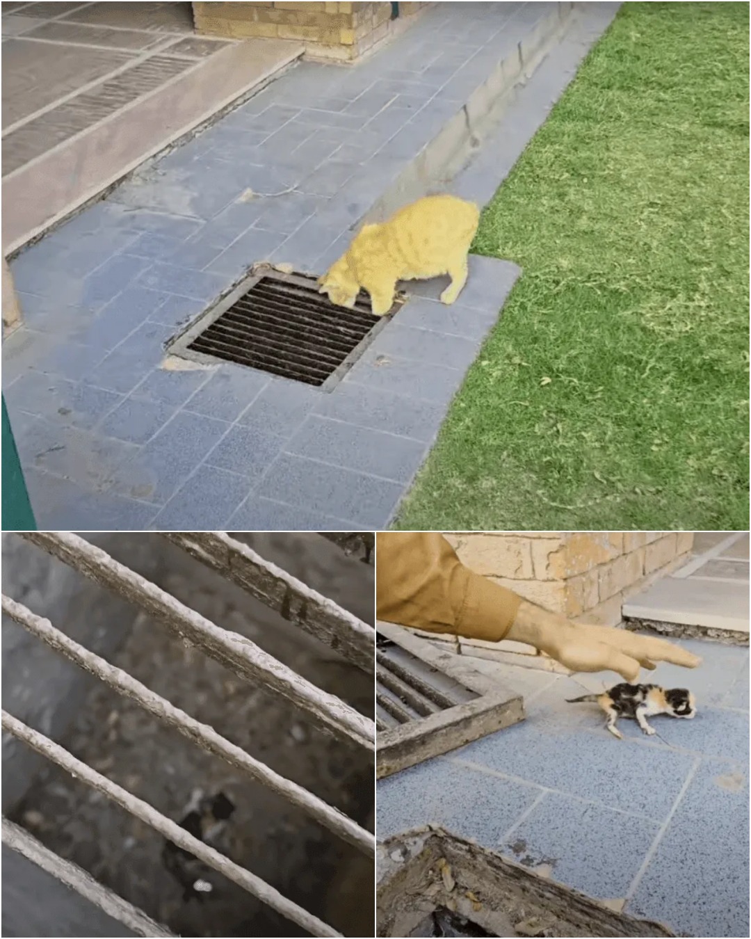 The Stray That Refused to Give Up: A Journey of Hope and Courage.