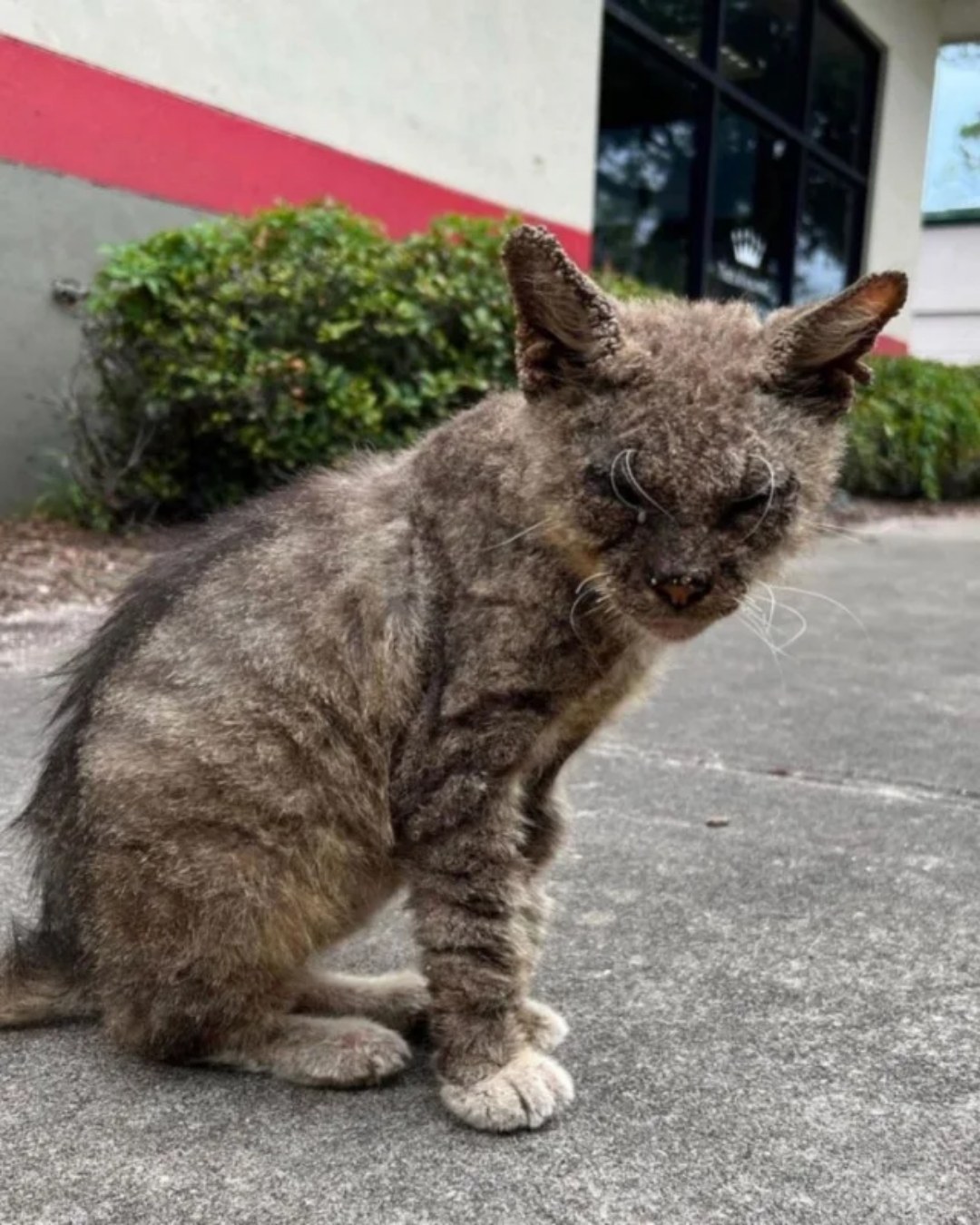 The Unseen Heroes: The Journey of Caring for Stray Cats.