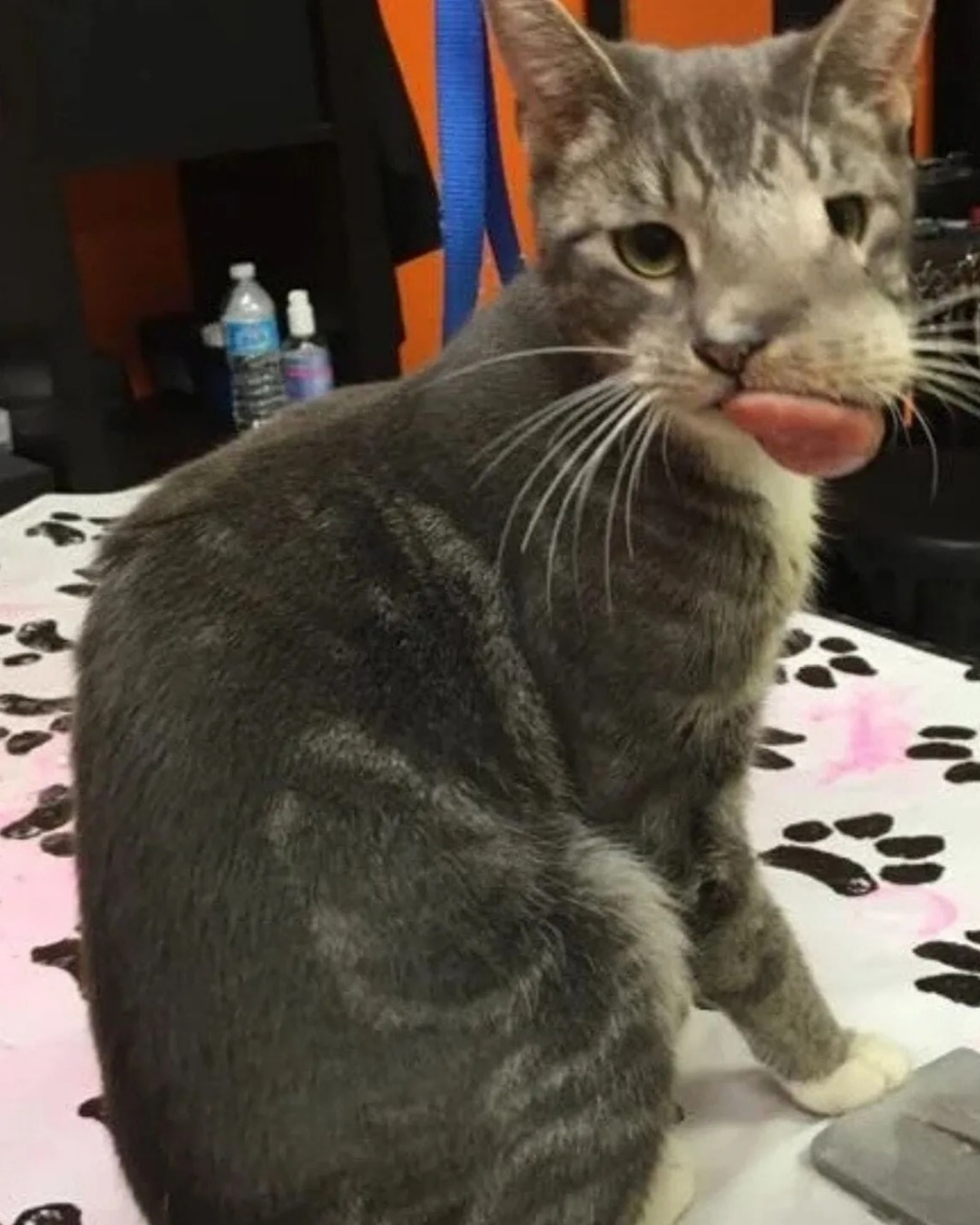 The Journey of Keta: From Abandoned Streets to Unshakable Hope.