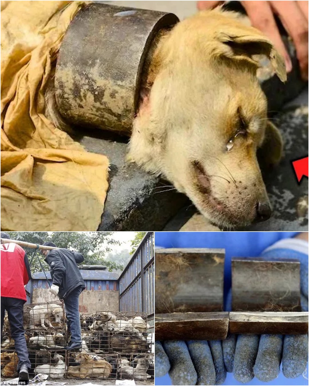 A Second Chance: How Compassion and Community Saved a Dog’s Life.