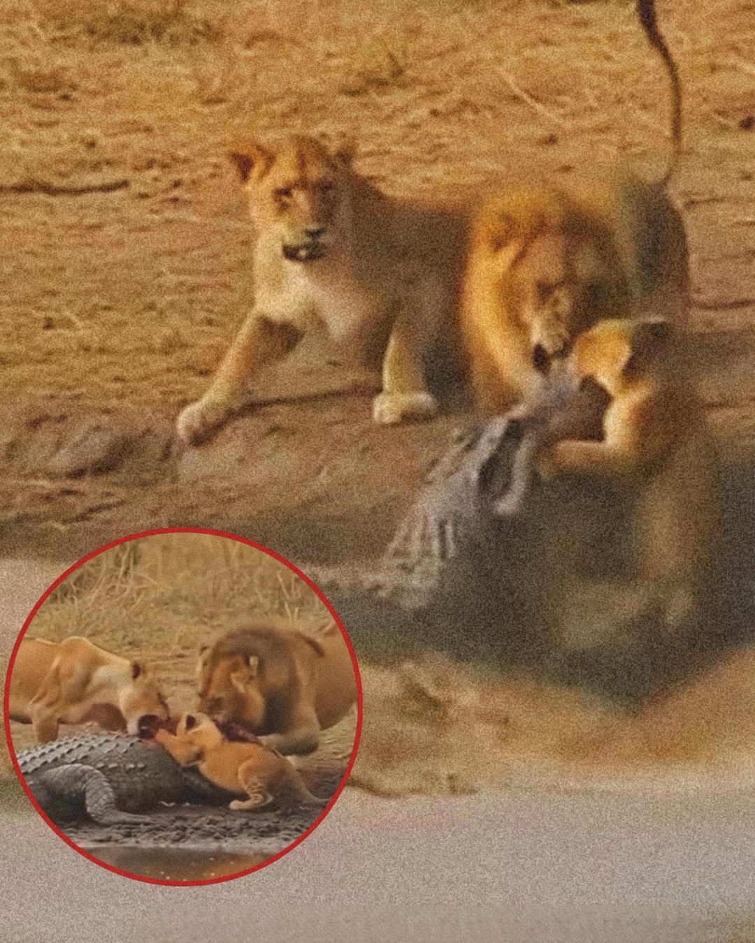 The River’s Guardians: A Tale of Courage and Connection in the Wild.