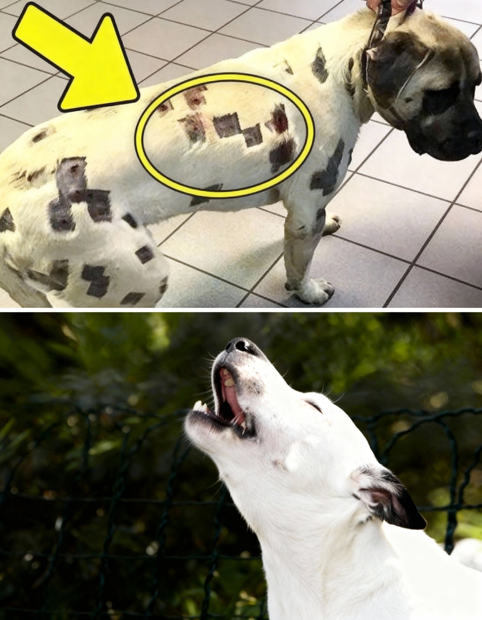 The Unspeakable Act: A Dog’s Will to Live and the Doctor Who Fought for Him