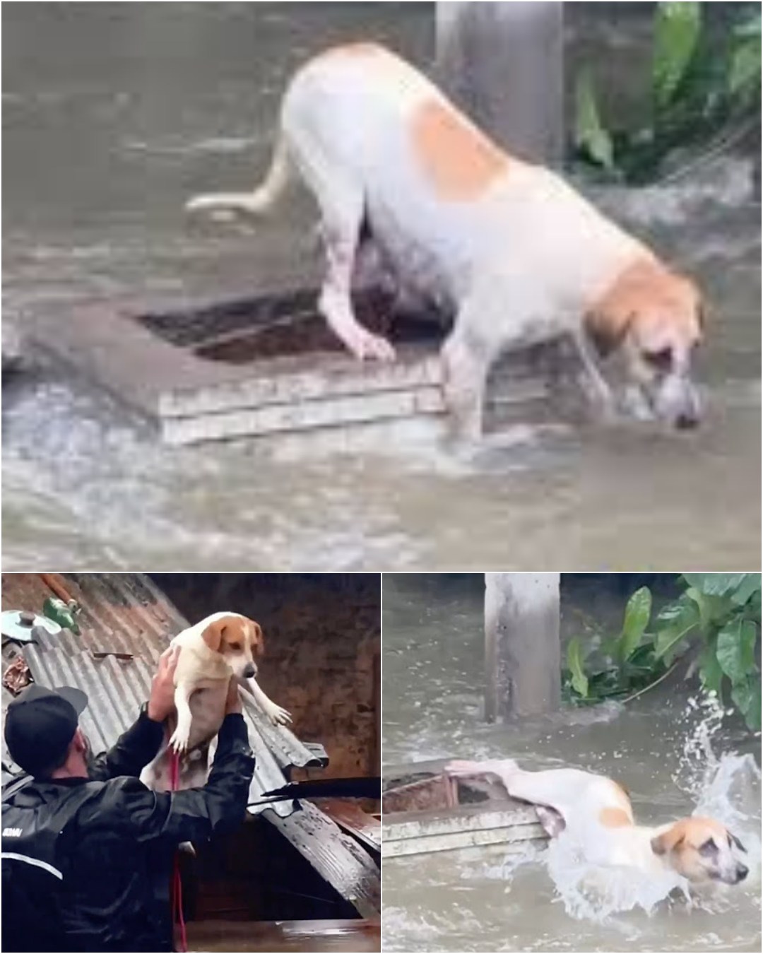 A Hero in the Flood – The Power of Compassion.