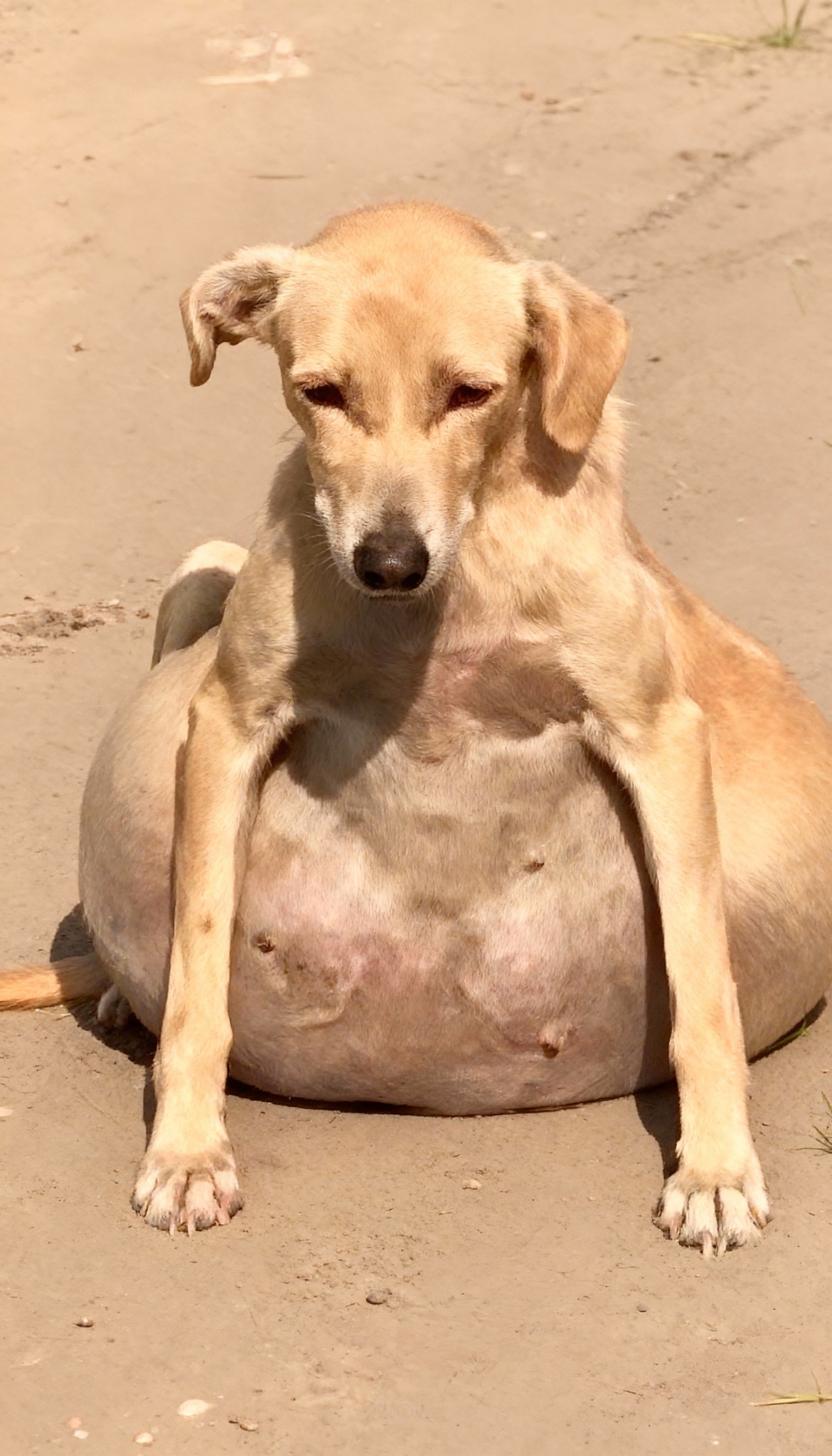 Fufy’s Unforeseen Journey: From Despair on the Sand to Unstoppable Joy