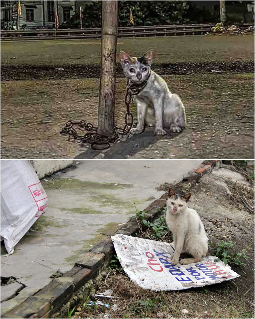 Heartbreaking Mystery: Cat Chained at Midnight—The Journey of Hope and Healing.