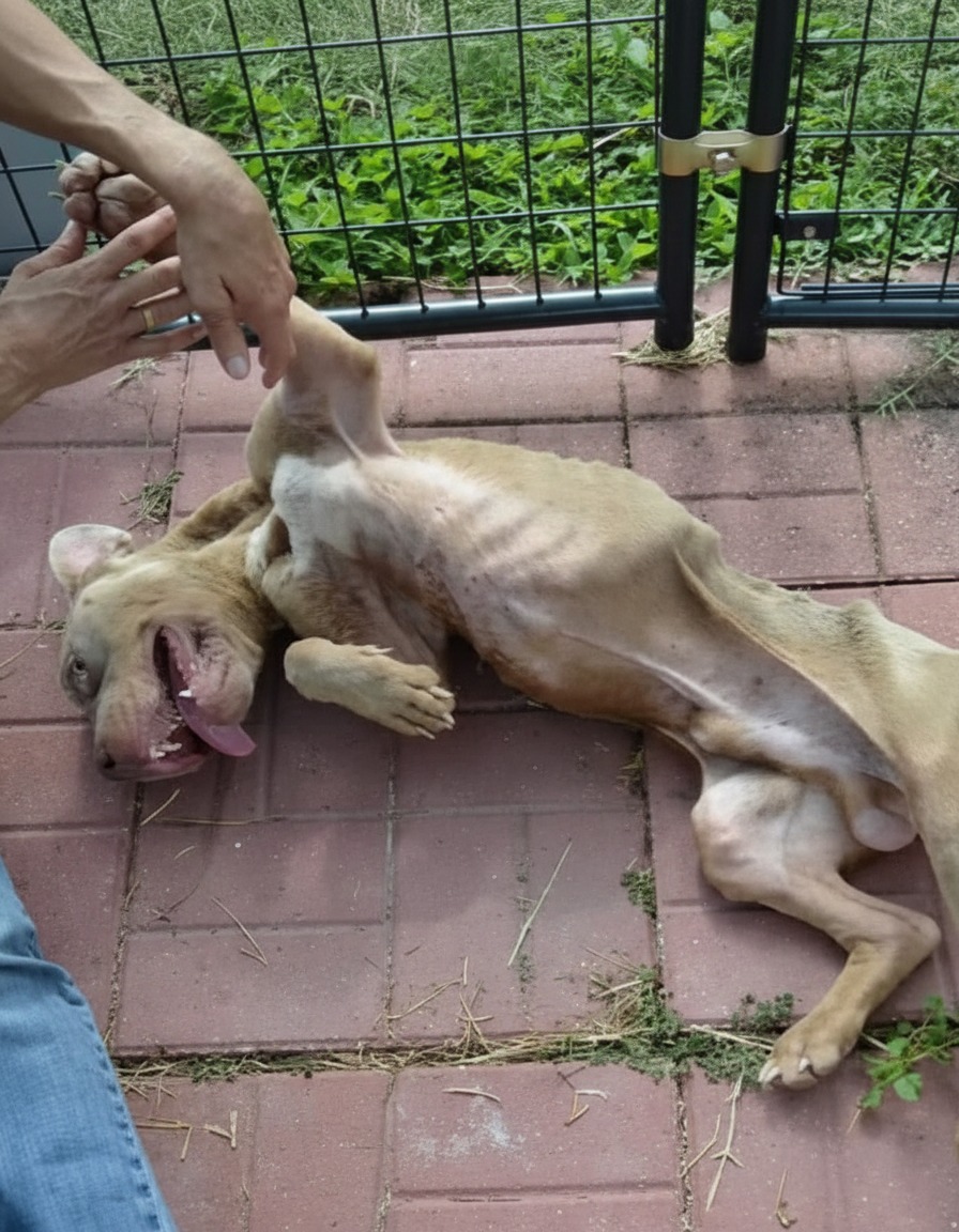 From Skeleton on the Street to Smiling Superstar: Dice’s Unbelievable Comeback