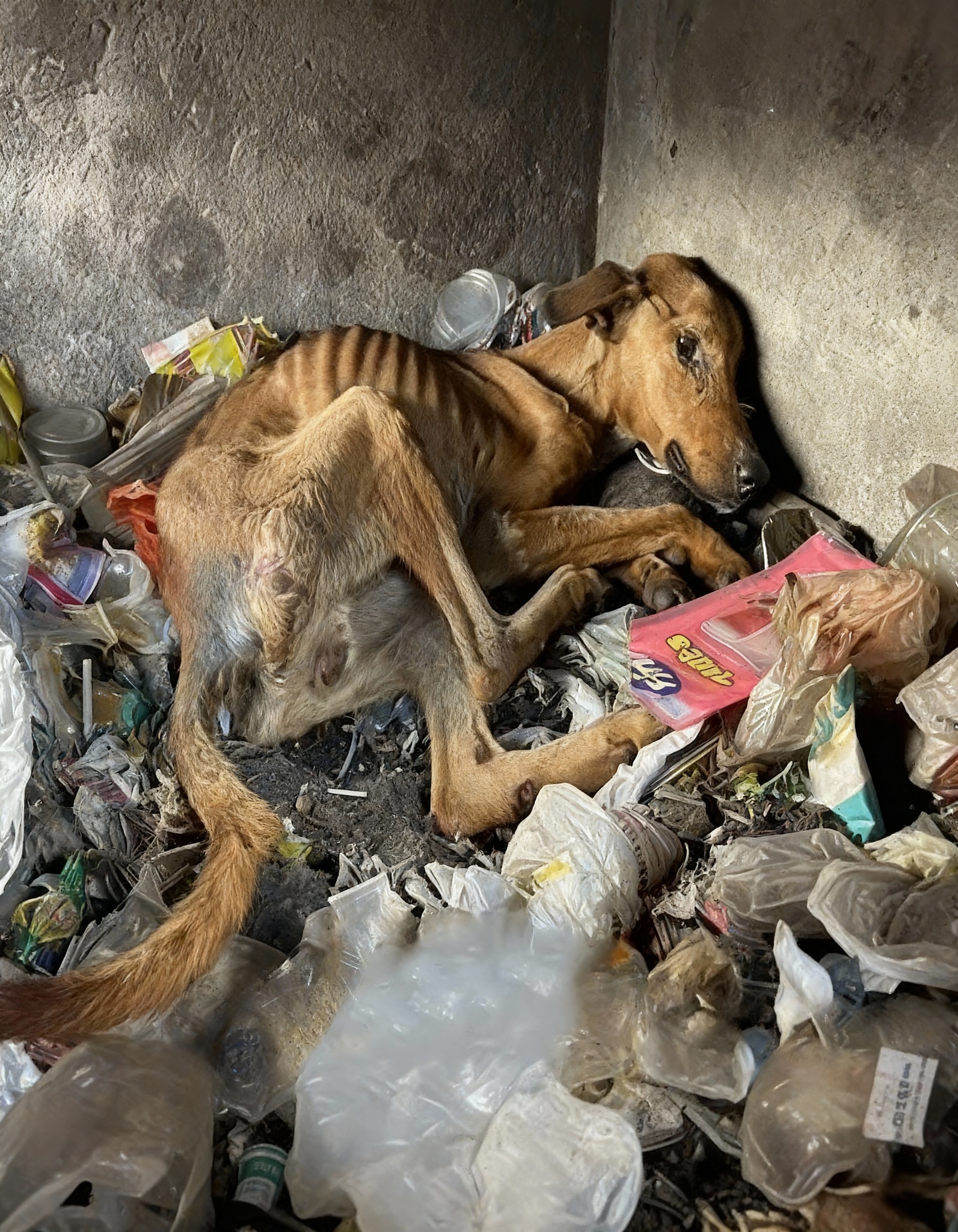 From the Brink: Algos’s Unforeseen Journey from Despair to Redemption