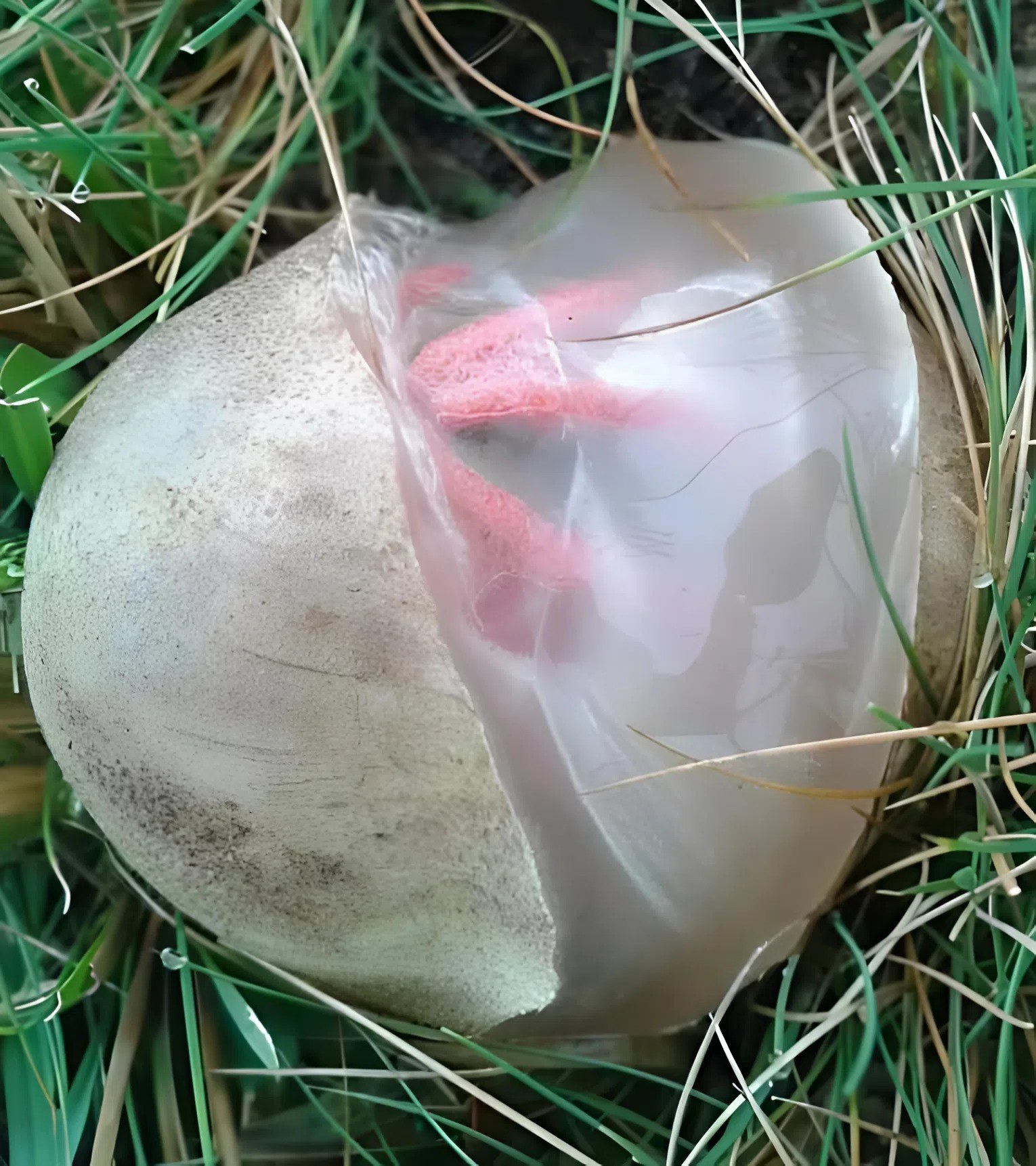 In the yard, I found a slimy, reddish creature that gave off a terrible stench — I was horrified when I realized what it was