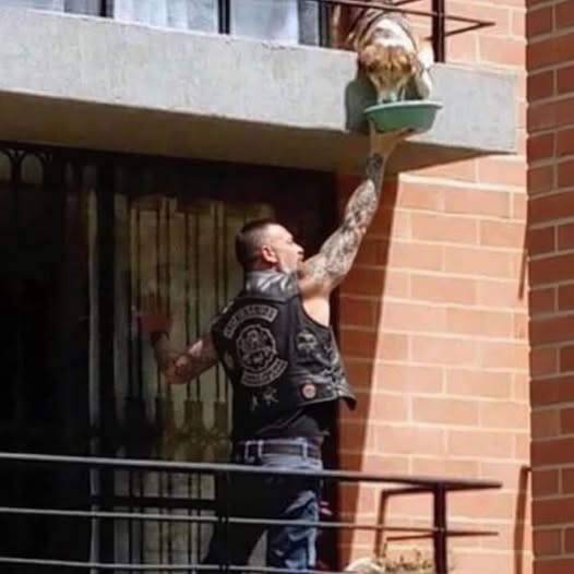 I Called The Cops On The Biker Climbing My Neighbors Balcony Until I Saw What He Was Feeding