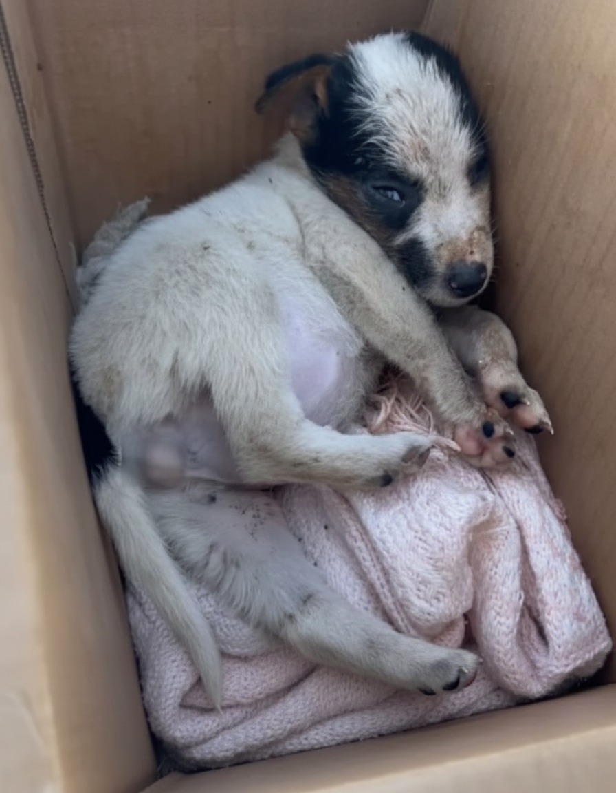 From Trash Bin to Triumph: The Puppy Who Defied Death in a Cardboard Box
