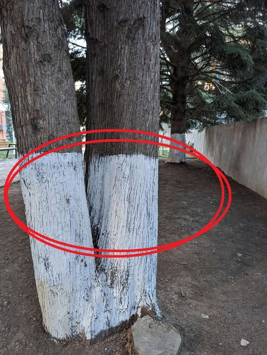 What’s the Reason Behind Painting Trees White?