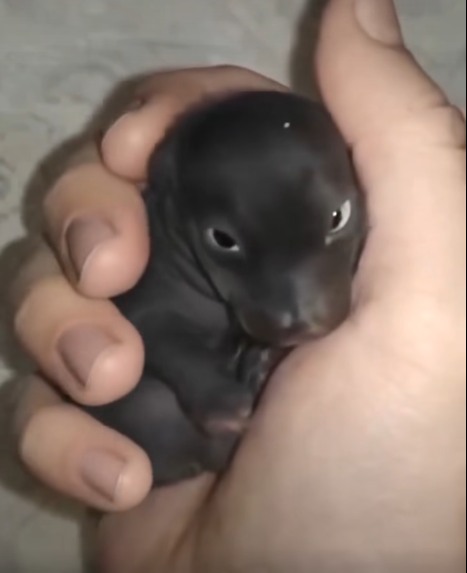 I thought I had found an abandoned puppy, but it was not a puppy at all, A year later, I was shocked by what it had grown into