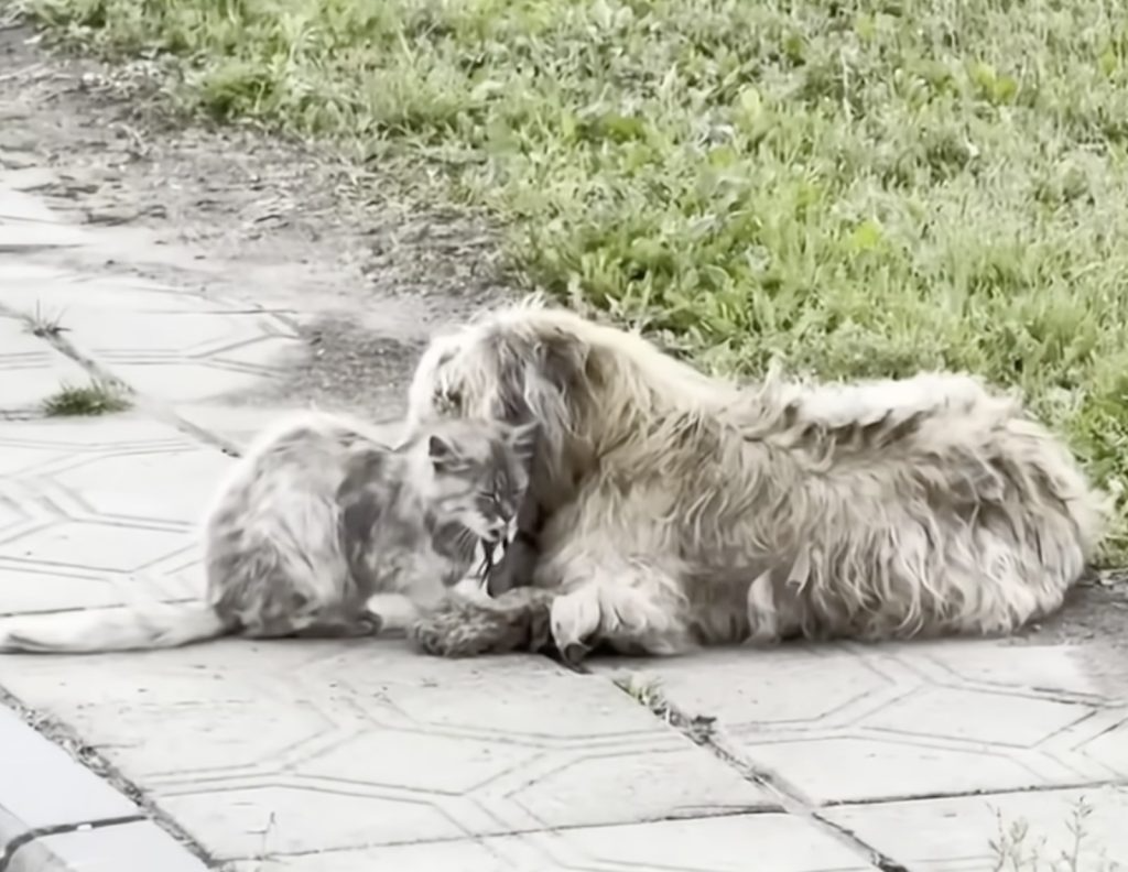 The dog protects the cat from the Greed of the Deceased owner’s children