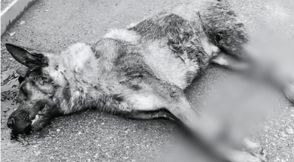 Abandoned and Heartbroken, A Dog’s 90 Day Journey From Silent Pain to a Second Chance