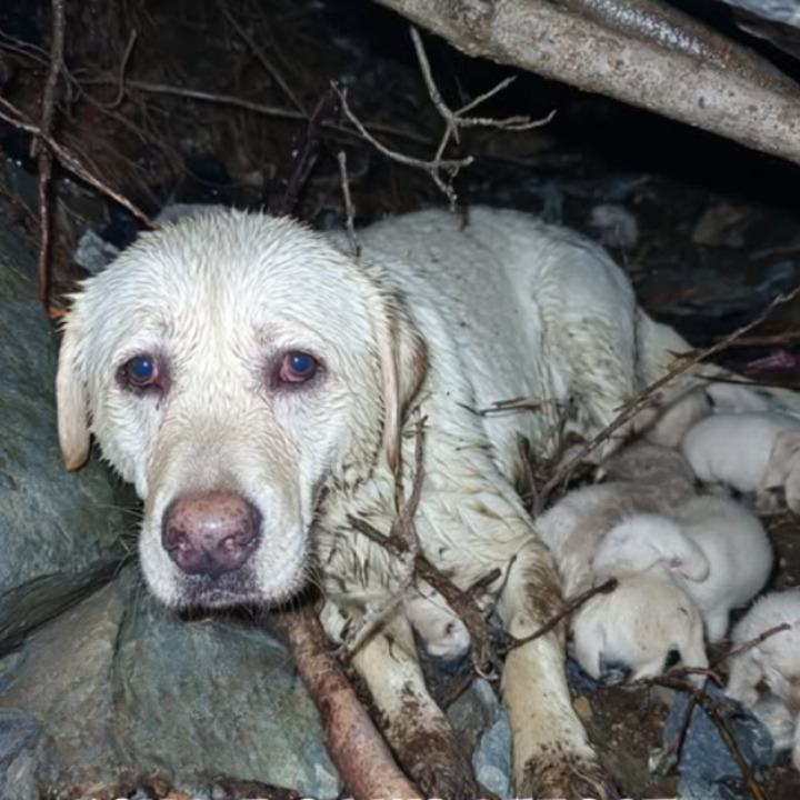 The mother dog huddled among the thorny bushes, protecting her newborn puppies with her abandoned, exhausted, and aching body—like a forgotten plea in a world that no longer cares…