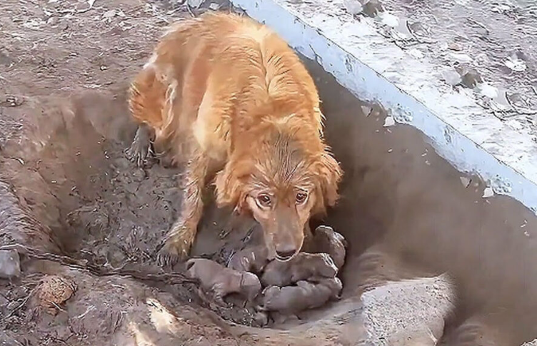 From Chains to Freedom: A Mother Dog’s Desperate Plea for Help