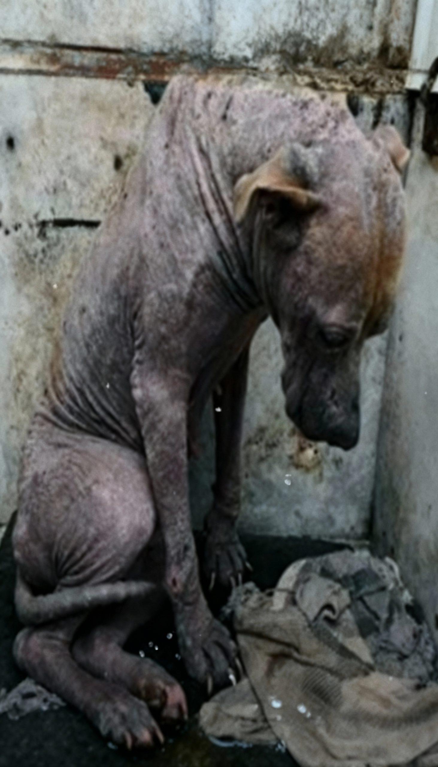 From the Brink: Niña’s Miraculous Transformation from Despair to Adored