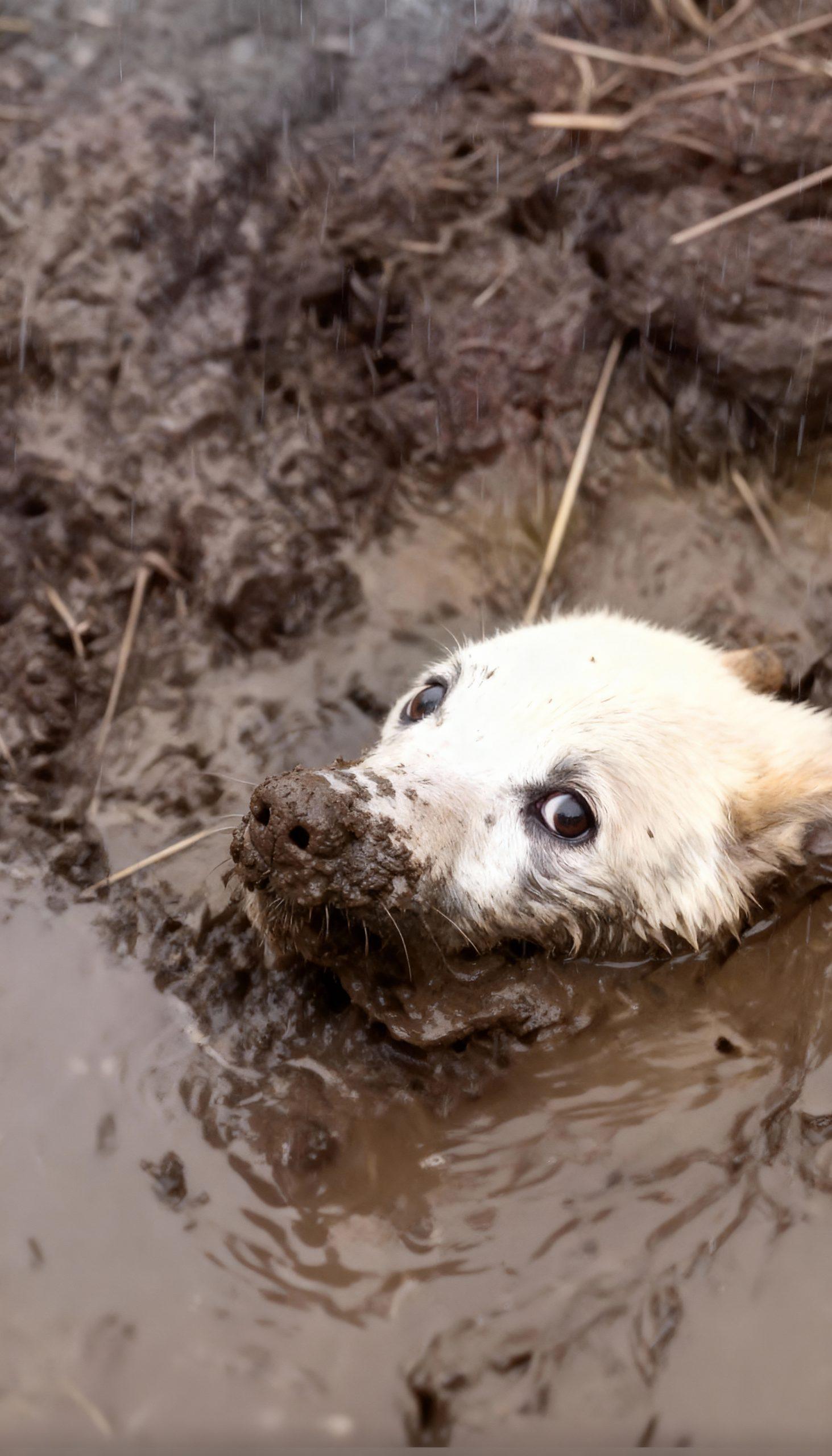Heroic Rescue: A Swamp Dog’s Perilous Journey and an Unlikely Savior
