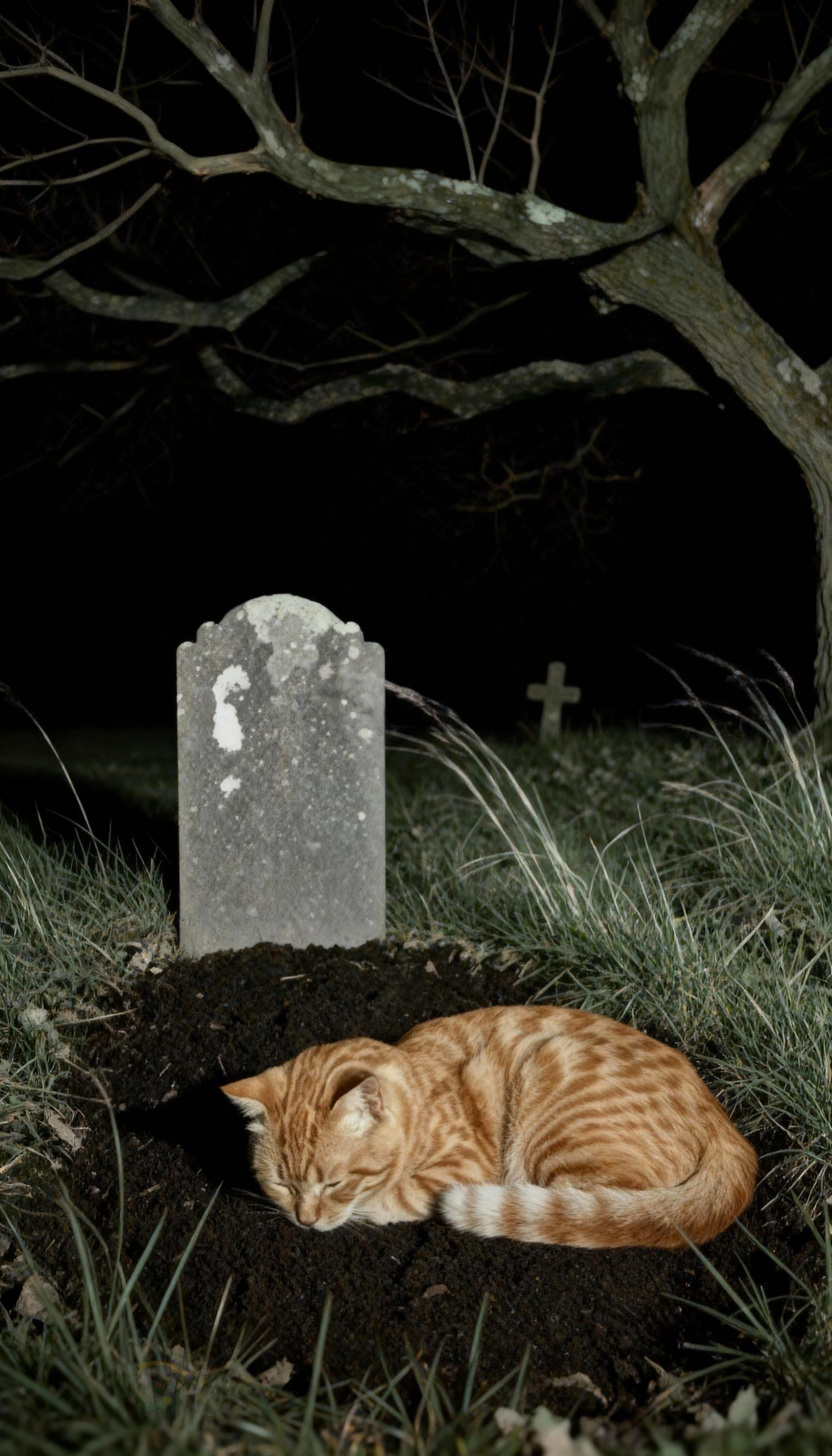 The Silent Vigil: A Feline’s Undying Devotion