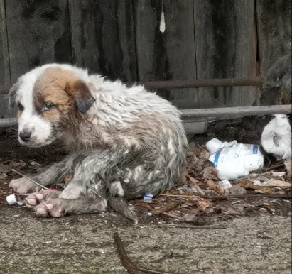 Abandoned in the cold rain, I watch every vehicle pass and keep waiting for someone who believes I deserve to be saved